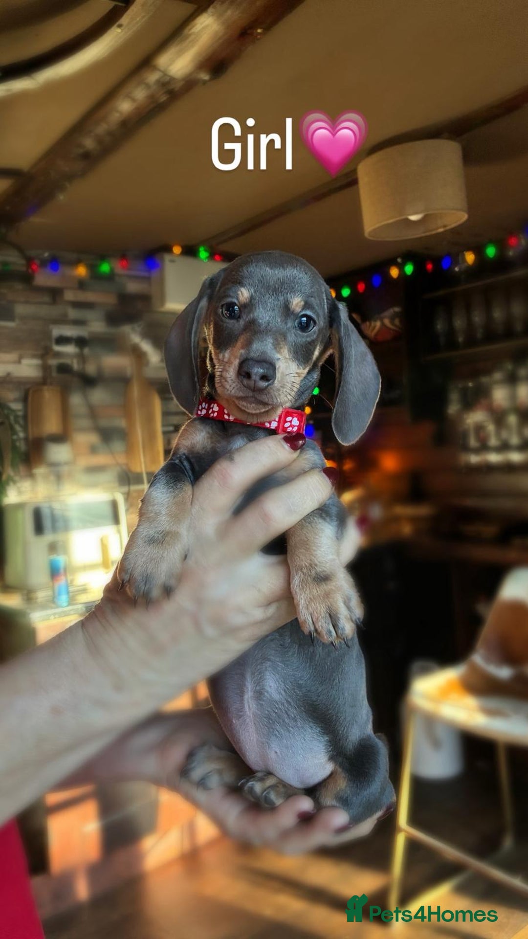 Dachshund dogs for sale: miniature datchund puppies - Advert 2