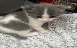 Mixed Breed cats for sale: REDUCED: 2 friendly kittens remain- regime 26/8/25 - Image 7