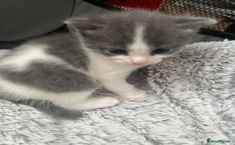 Mixed Breed cats - Advert 4