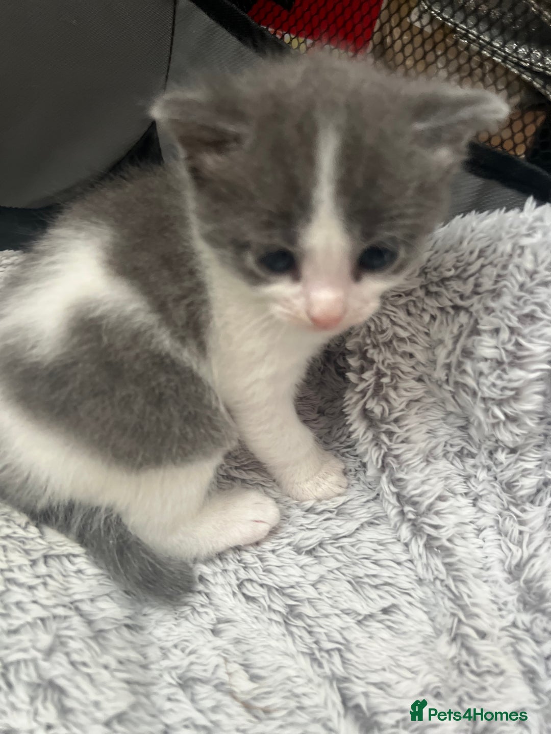 Mixed Breed cats for sale: REDUCED: 2 friendly kittens remain- regime 26/8/25 - Image 7