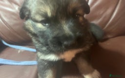 Mixed Breed dogs for sale: 1 male German shepherd x border collie  - Image 11