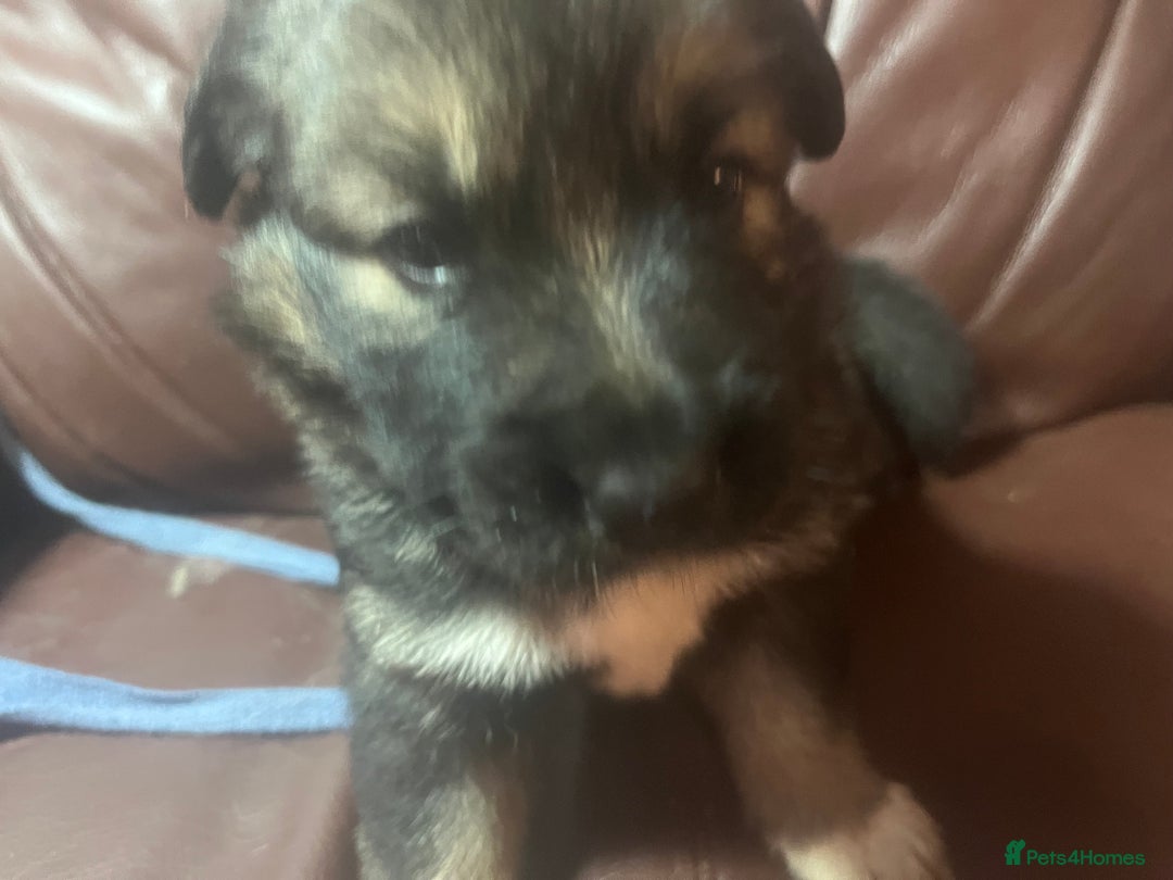 Mixed Breed dogs for sale: 1 male German shepherd x border collie  - Image 11