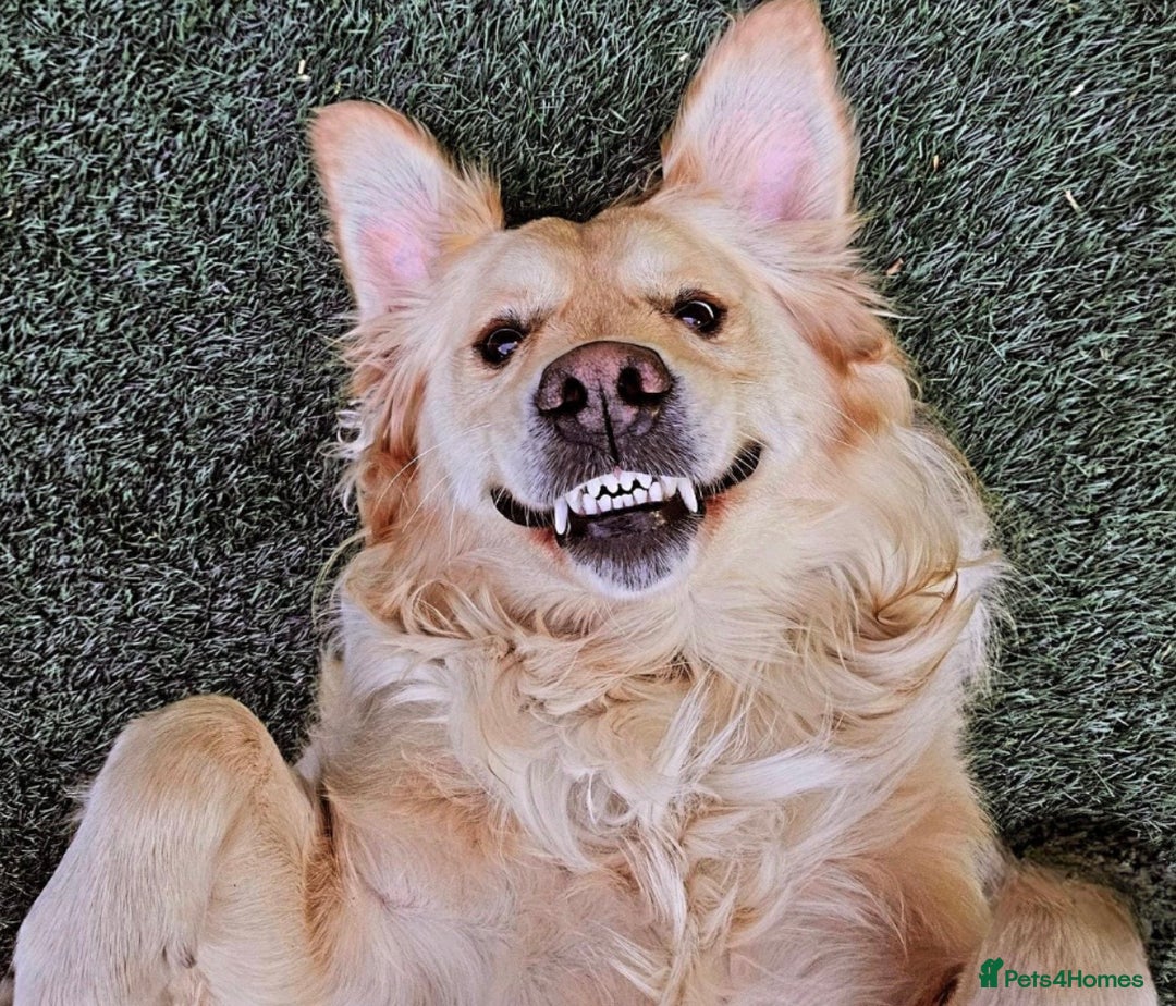 Golden Retriever dogs for sale: Golden Retrievers, Stunning Litter , Certificates  - Advert 32