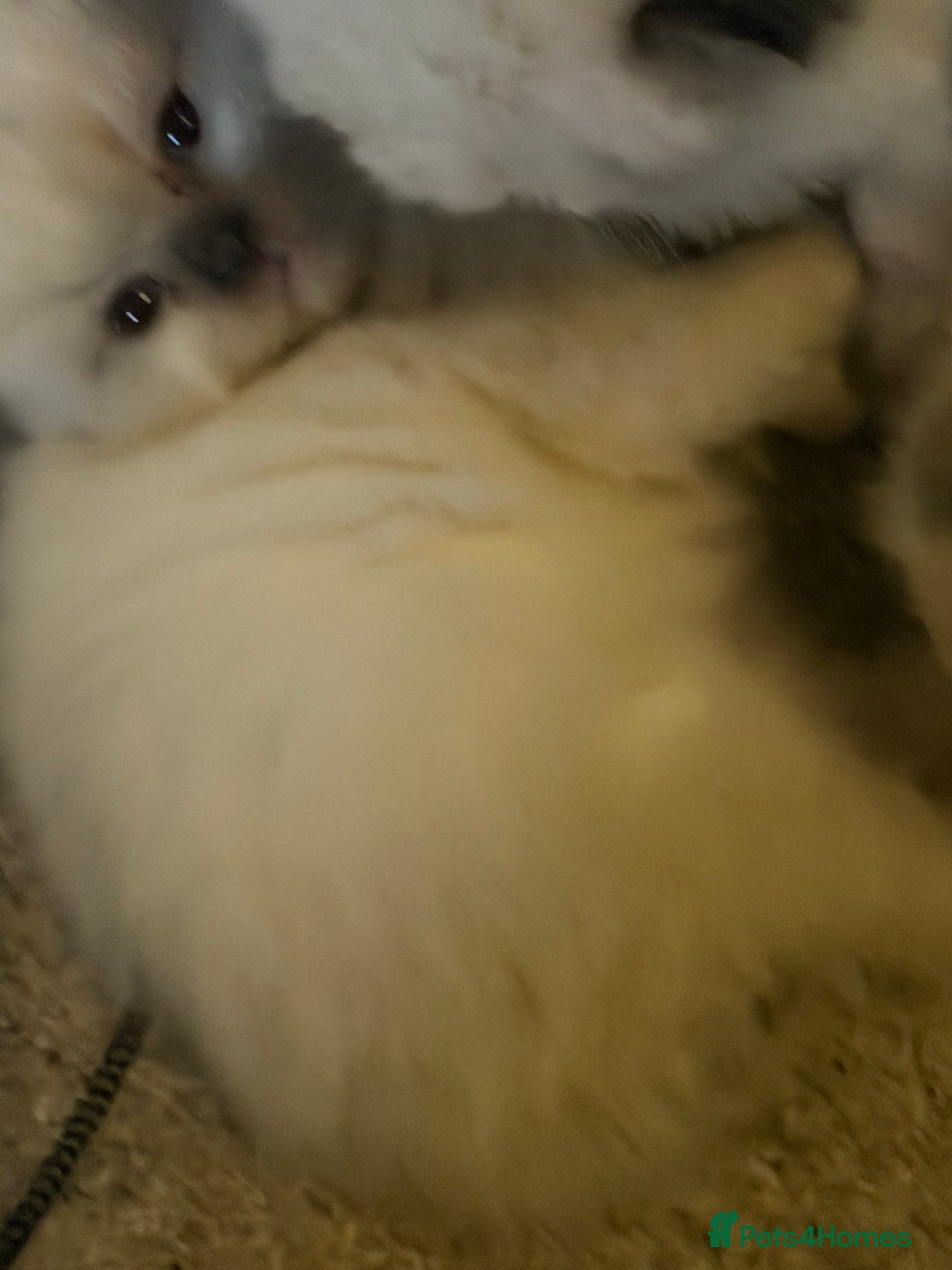 Ragdoll cats for sale: Adorable Ragdoll kittens - Image 4