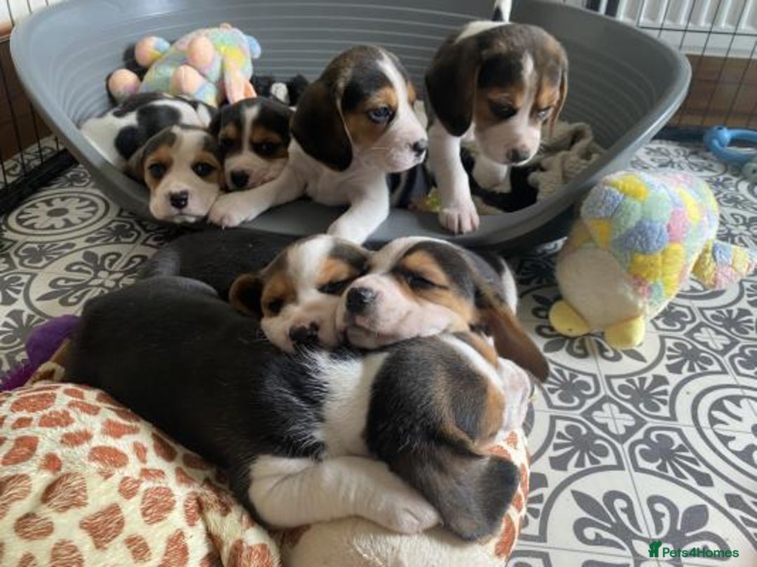 Beagle dogs for sale: 4 x KC reg Beagle Pups available - Image 2