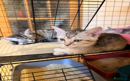 Mixed Breed cats for sale: Beautiful Kittens for sale  - Image 9