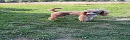 Miniature Poodle dogs for stud: 🐾 HUGO — KC REGISTERED MINIATURE POODLE STUD DOG in Stevenage - Advert 3