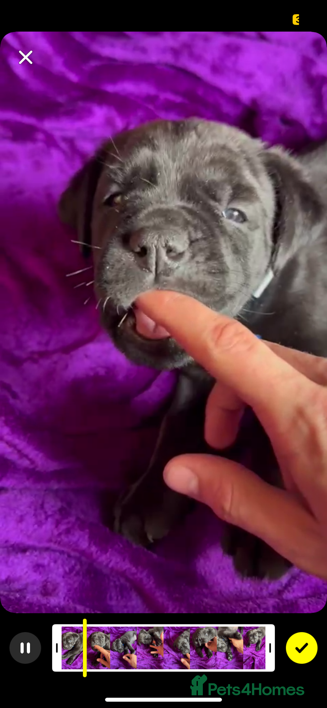 Mixed Breed dogs for sale: Cane Corso × Rottweiler/Bordeaux Puppies All Girls - Image 20
