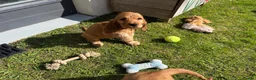 Cocker Spaniel dogs for sale: Beautiful English show Coker Spaniel Pups  in Newry - Advert 5