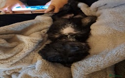 Jackapoo dogs for sale: Jackapoo Puppy  - Image 3