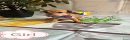 Chihuahua dogs for sale: Chihuahua puppies - Advert 28