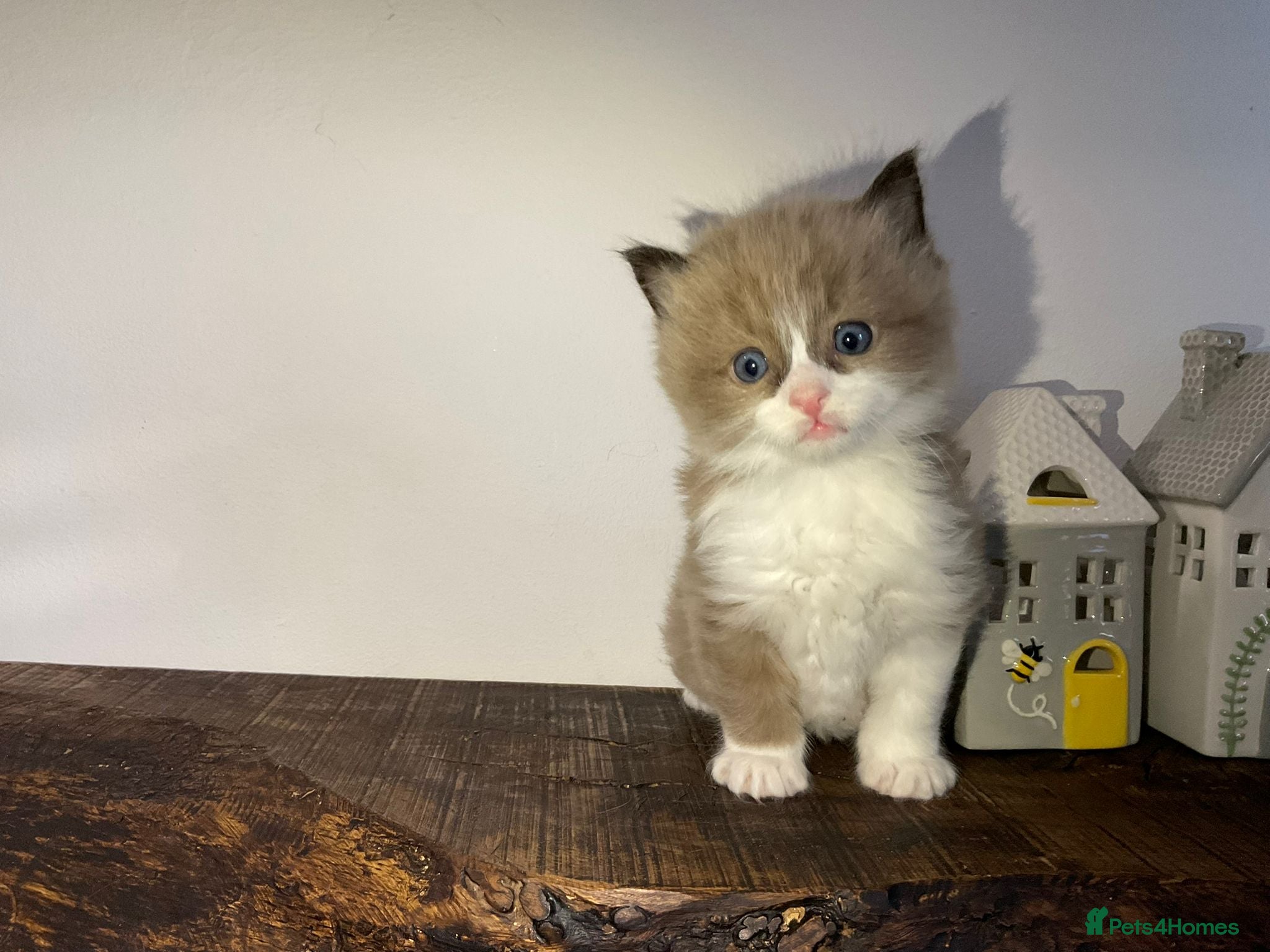 Ragdoll cats Beautiful Purebred Ragdoll Kittens  - Advert 3