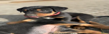 Huntaway Puppy 6