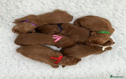 Australian Labradoodle dogs for sale: Superior Authentic Australian Labradoodle Puppies - Image 4