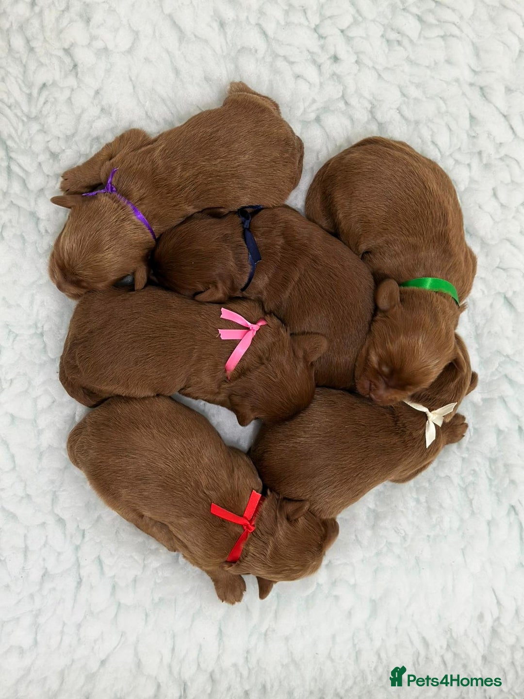 Australian Labradoodle dogs for sale: Superior Authentic Australian Labradoodle Puppies - Image 4