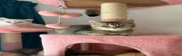 British Longhair cats for sale: 5 kittens ready for new family negotiate available - Advert 23