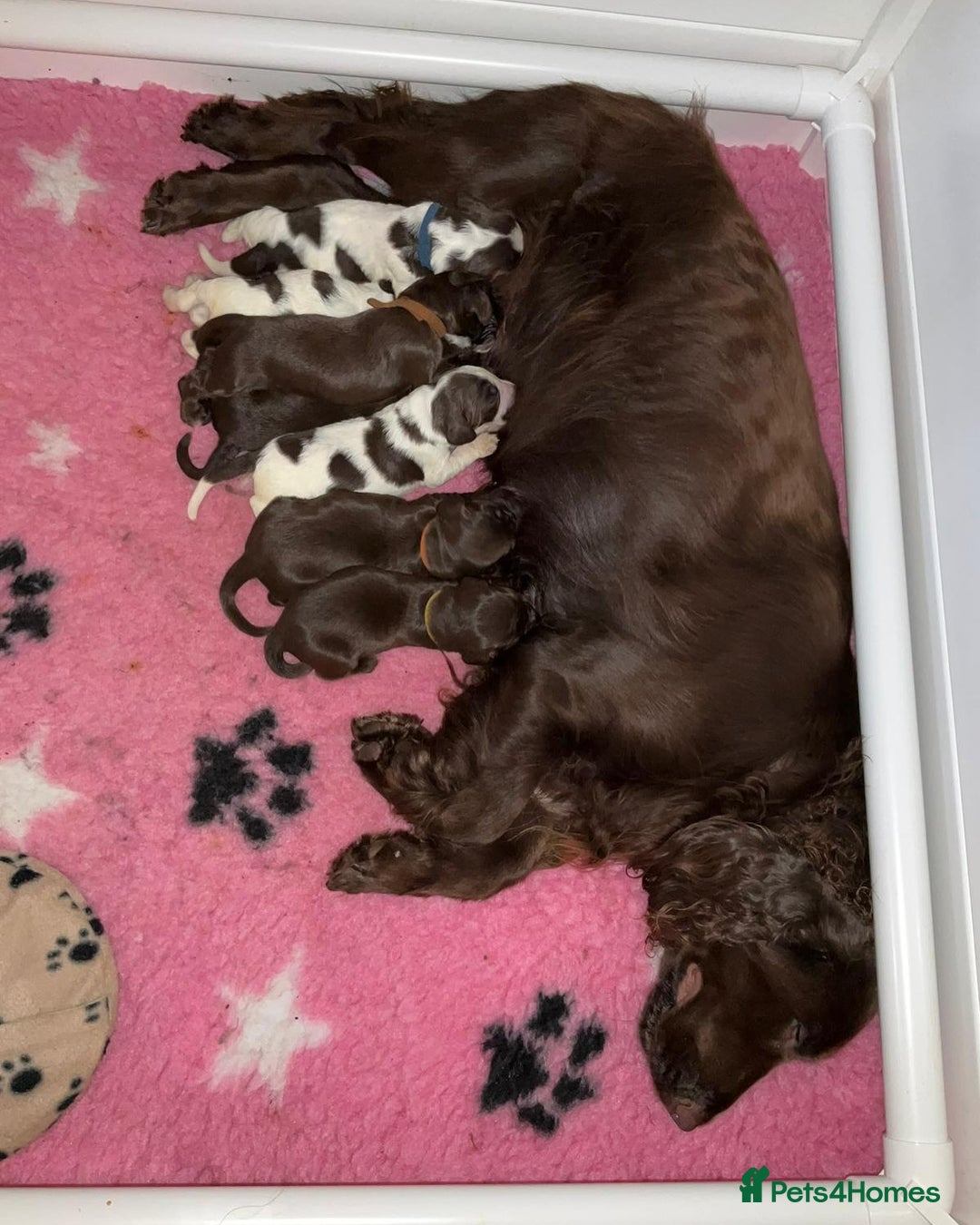 Field Spaniel dogs for sale: Raising Field Spaniel Puppies - Advert 8