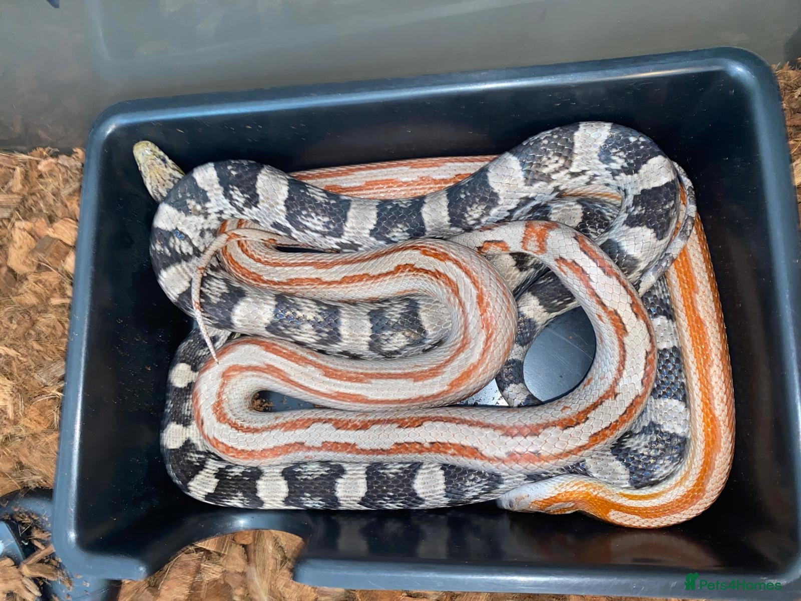 Corn Snake reptiles for sale: Corn snakes - Advert 2