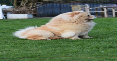 Chow Chow dogs - Advert 6
