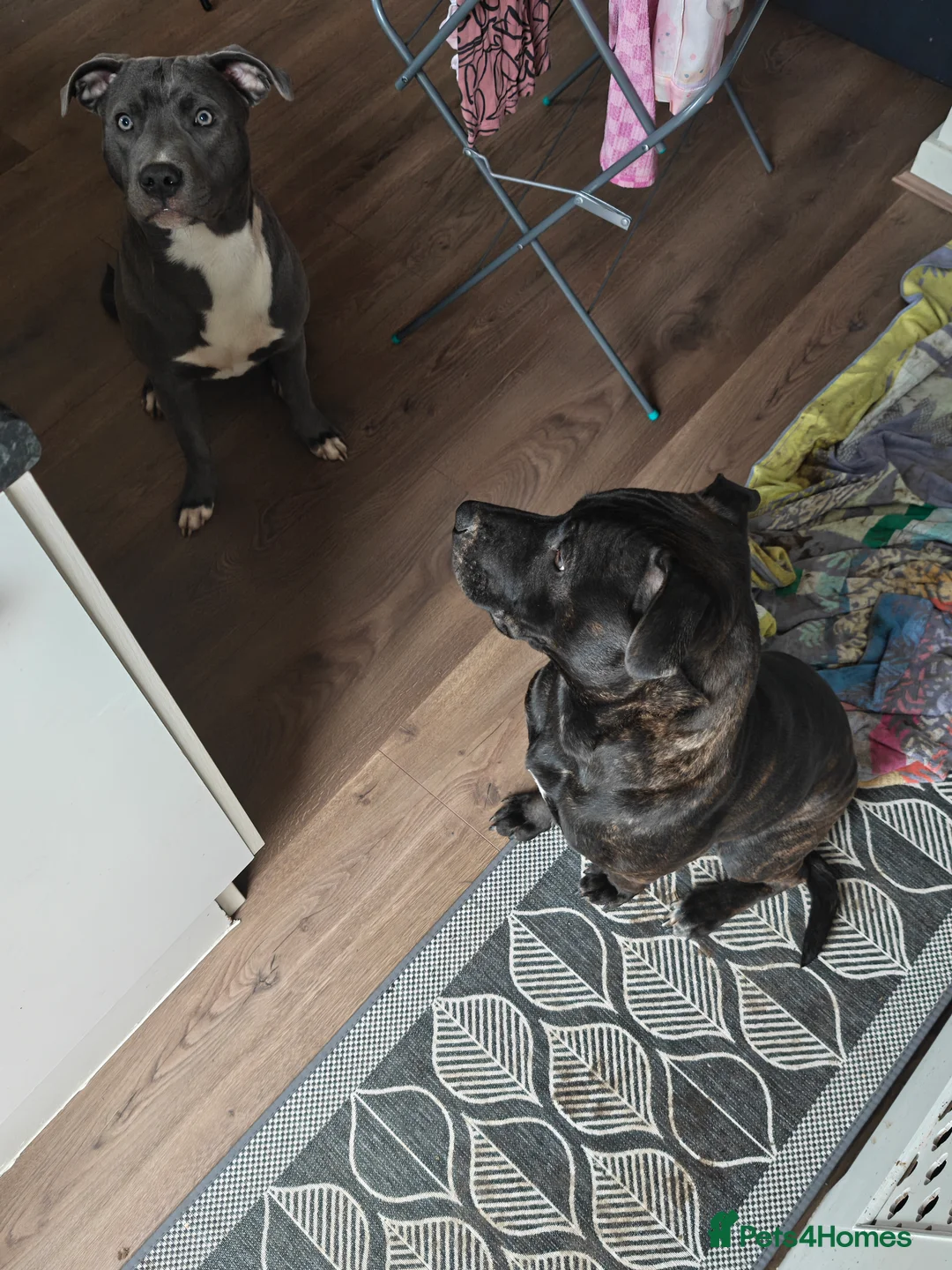 Mixed Breed dogs for sale: 2 Boy Staffys - Advert 9