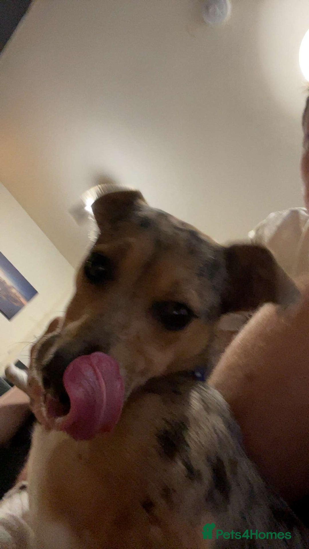 Jack Russell dogs for sale: Beautiful, Silver ,Merle Jack Russel  - Image 3