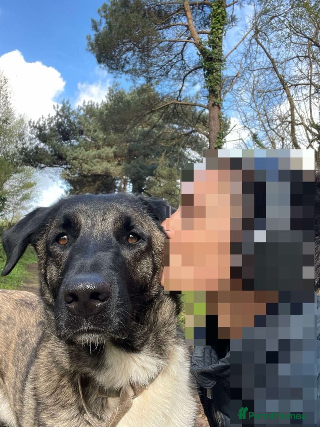 Mixed Breed dogs for adoption: HANK - 3 Years Old, Large Mixed Breed Boy - Advert 4