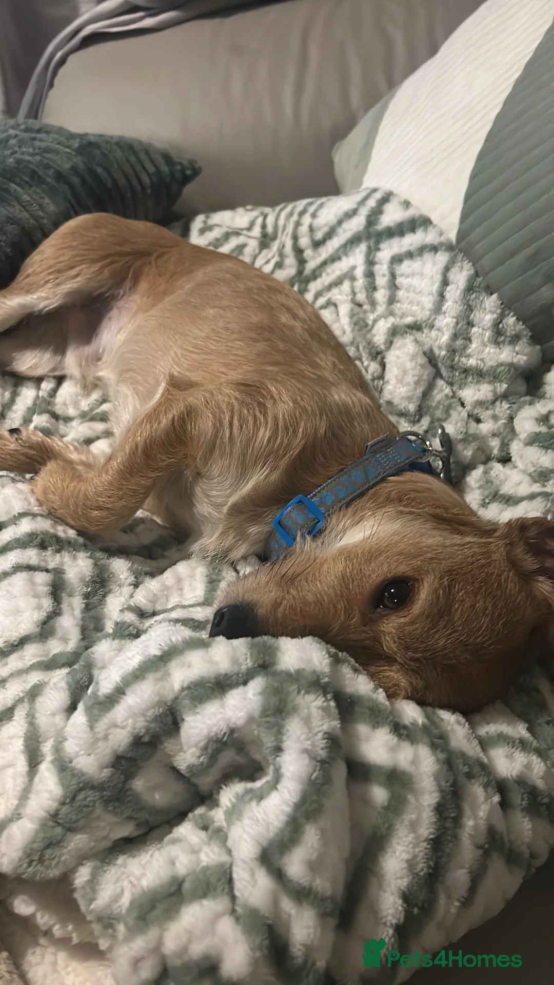 Chiweenie dogs for sale: Milo 4 years old  in Shefford - Advert 2