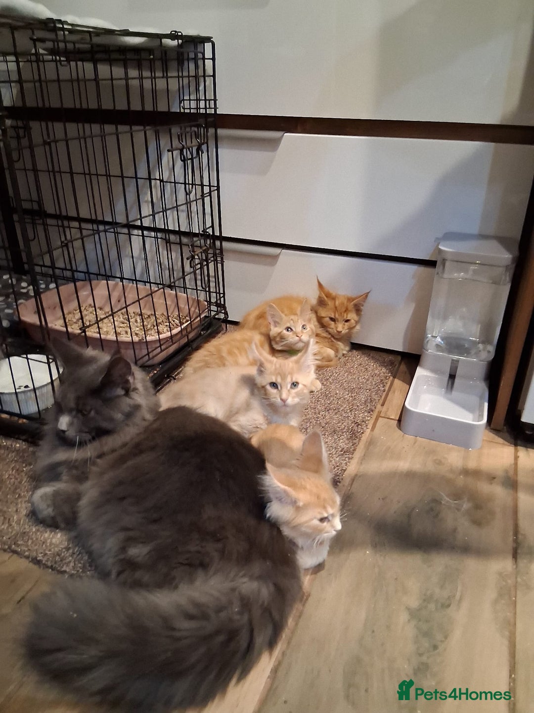 Maine Coon cats for sale: Maine Coon pedigre XL - Image 26