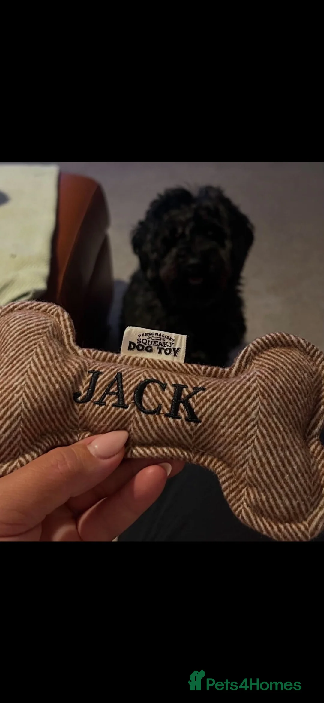 Cockapoo dogs for sale: Mini black cockapoo - Advert 8