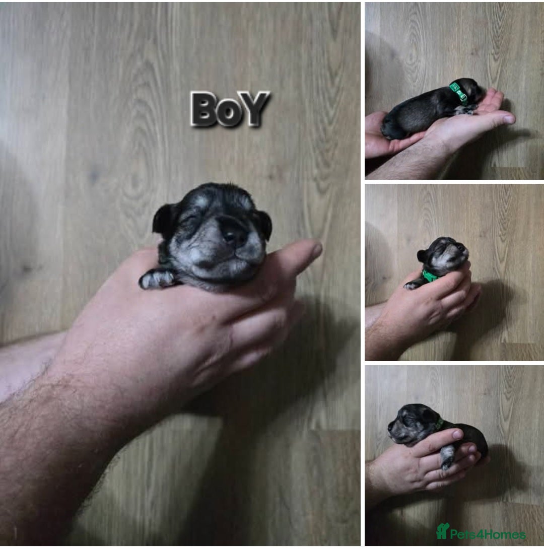 Miniature Schnauzer dogs for sale: 3 puppys left -KC - Miniature Schnauzer Puppies - Image 7