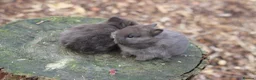 Netherland Dwarf rabbits for sale: Purebred Netherland dwarf - Advert 10