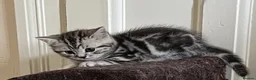 British Shorthair cats for sale: GCCF reg BSH Black silver tabby kittens - Advert 8