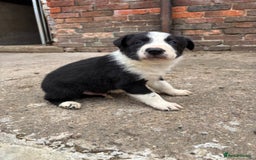 Border Collie dogs for sale: 2 dog pups for sale  - Image 3