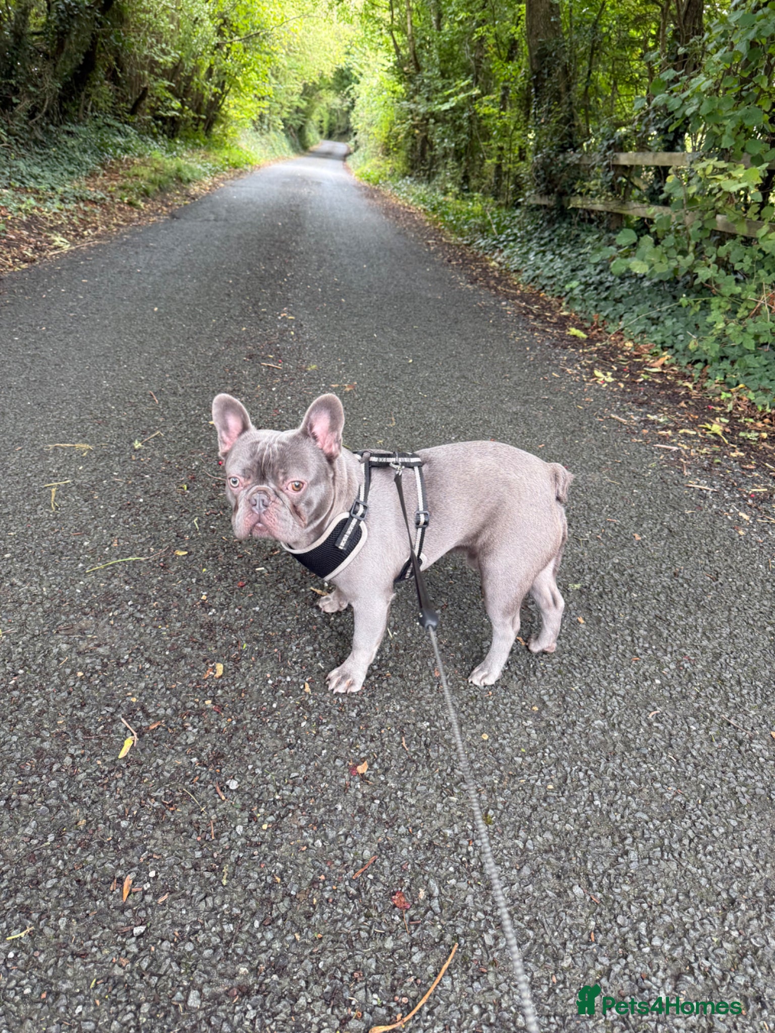 French Bulldog dogs 18 month old male French bulldog - Advert 1