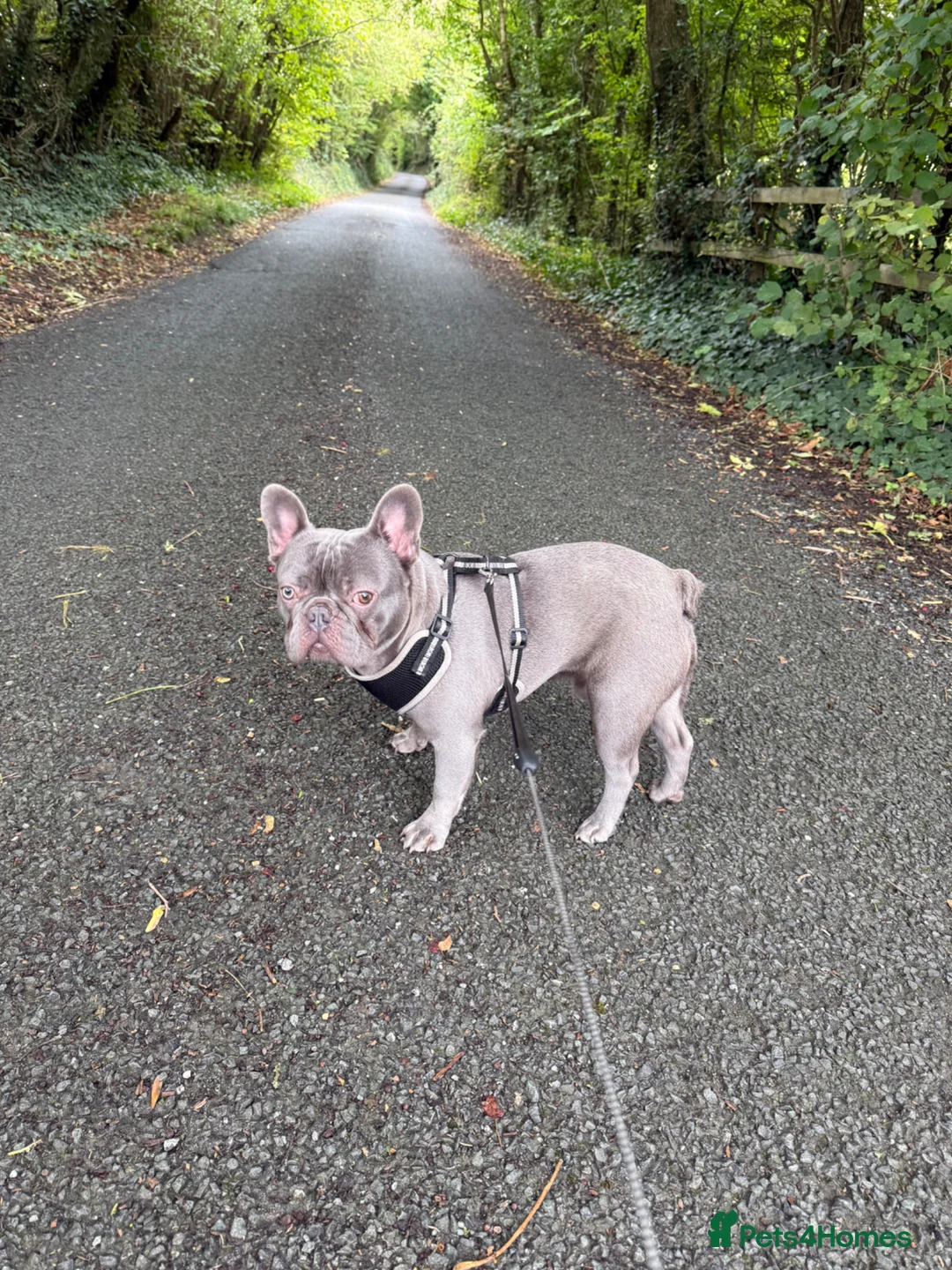 French Bulldog dogs for sale: 18 month old male French bulldog - Advert 1