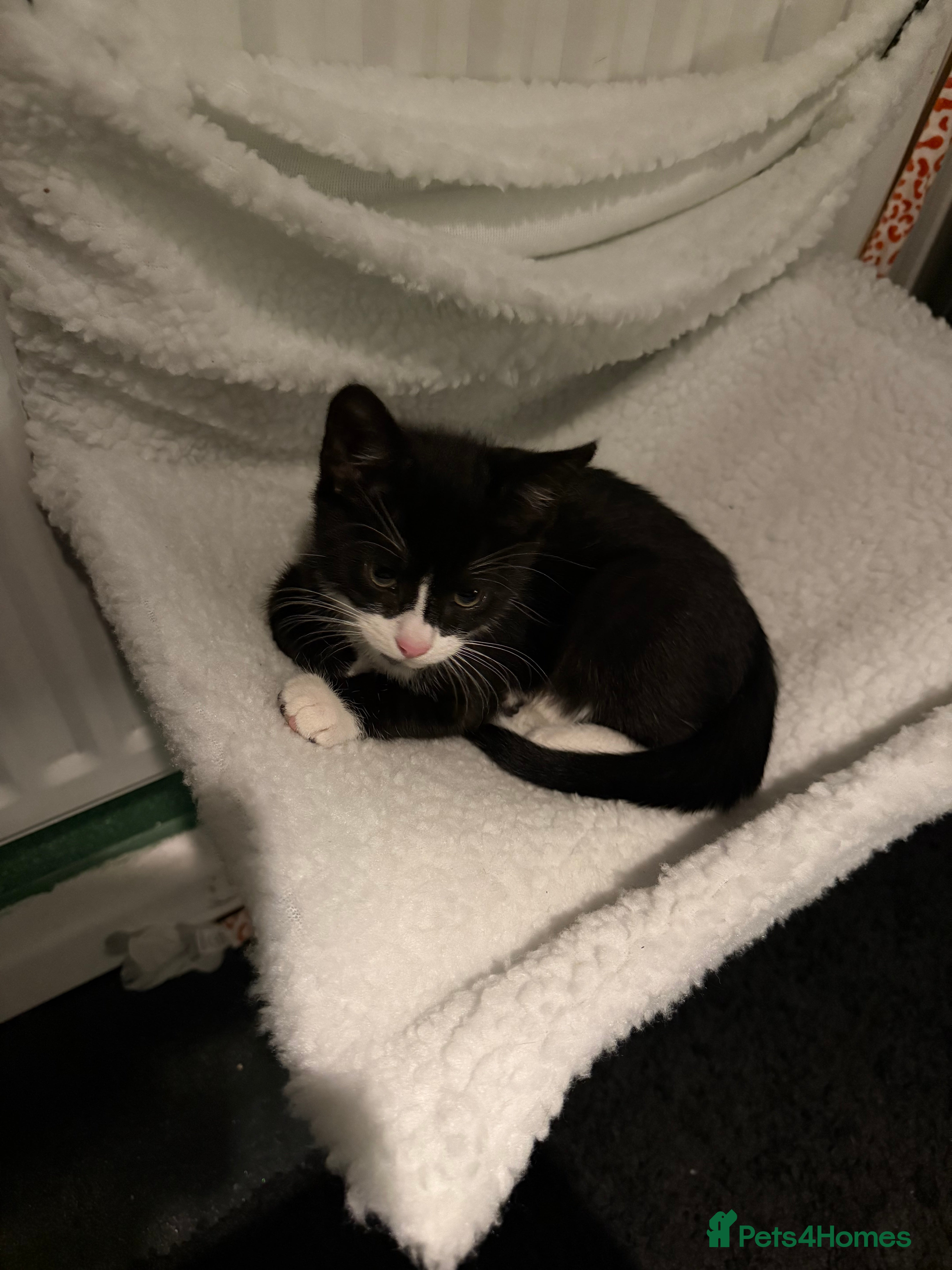 Mixed Breed cats Kittens  - Advert 13