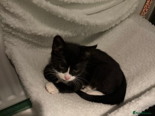 Mixed Breed cats Kittens - Advert 13