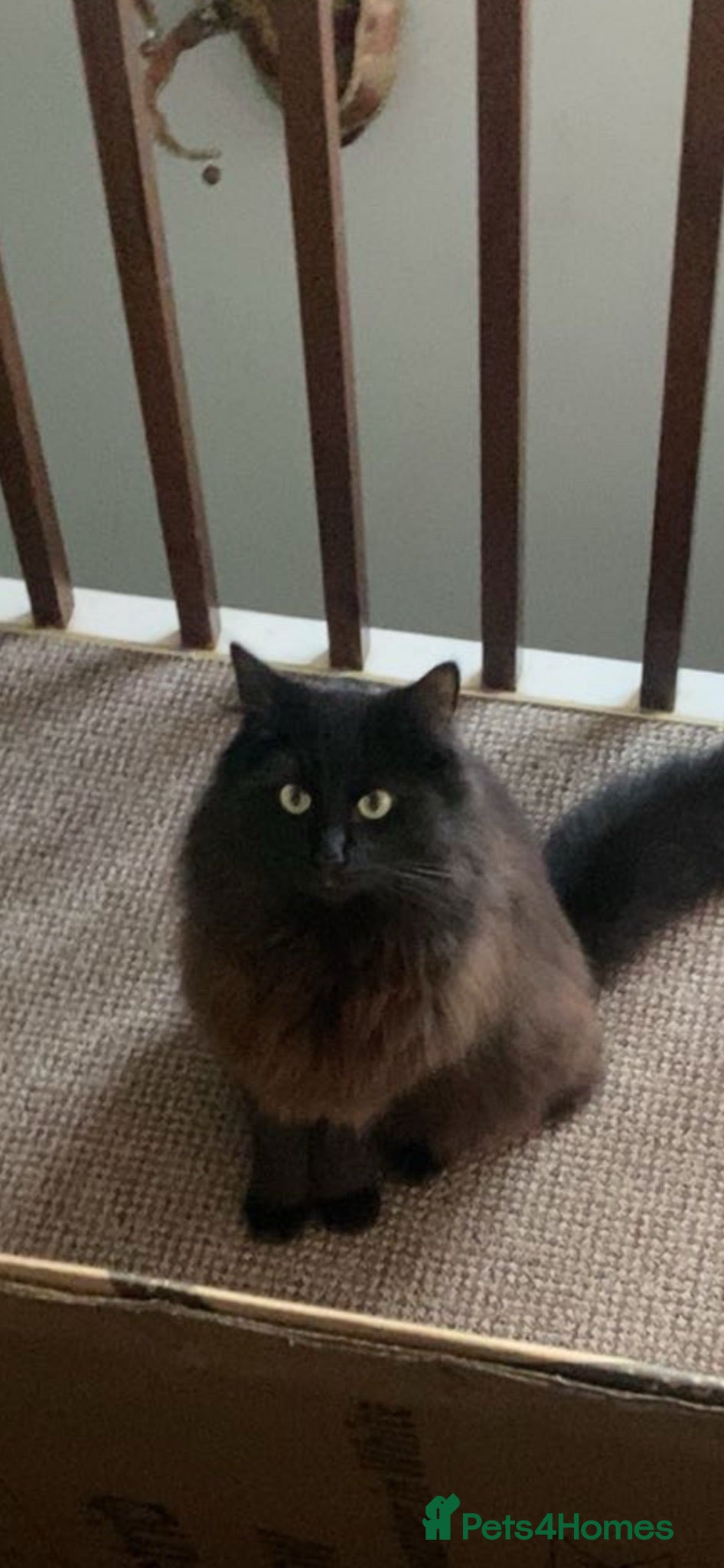 Mixed Breed cats Black half Ragdoll kittens for sale - Advert 2