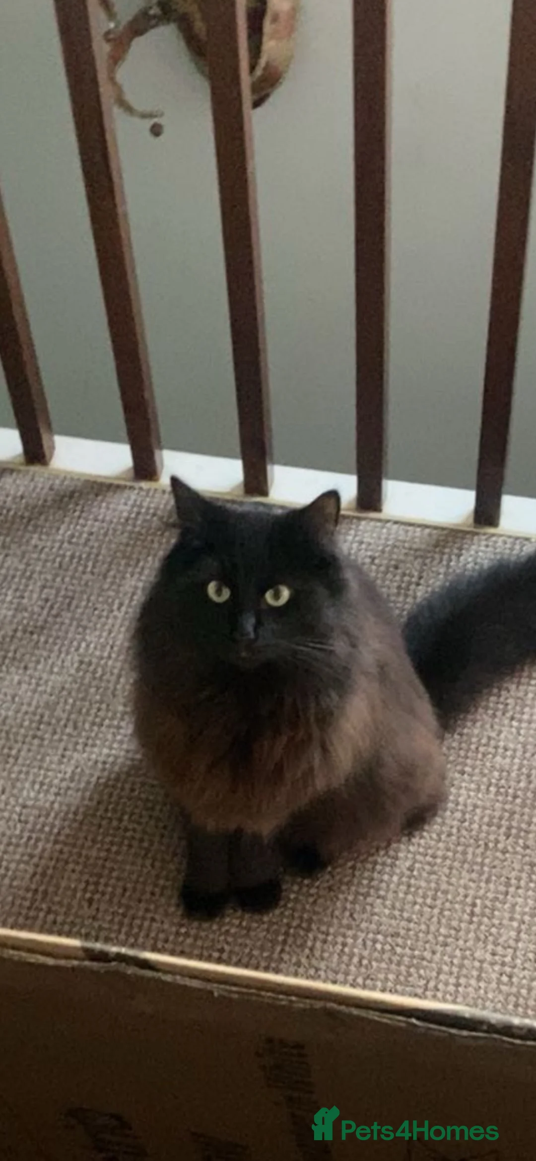 Mixed Breed cats for sale: Black half Ragdoll kittens for sale - Advert 2