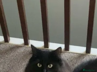 Mixed Breed cats Black half Ragdoll kittens for sale - Advert 2