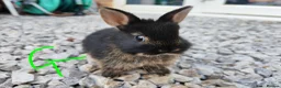 Netherland Dwarf rabbits for sale: Netherland dwarfs - Advert 1