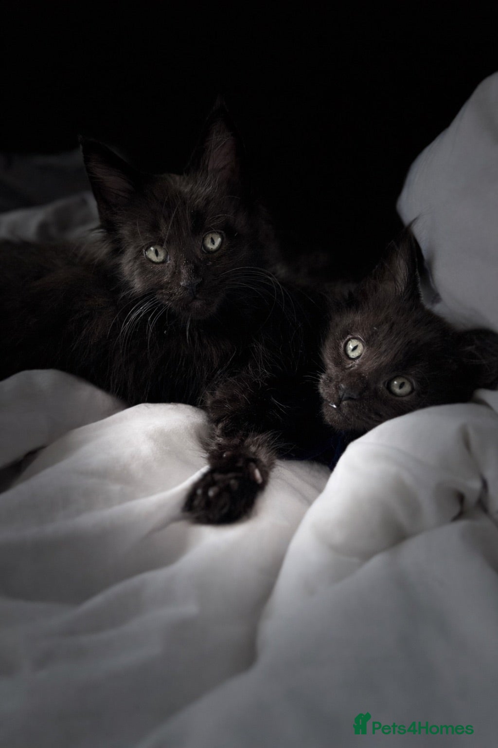 Maine Coon cats 🐾 BEAUTIFUL BLACK SMOKE MAINE COON KITTENS 🐾 - Advert 1