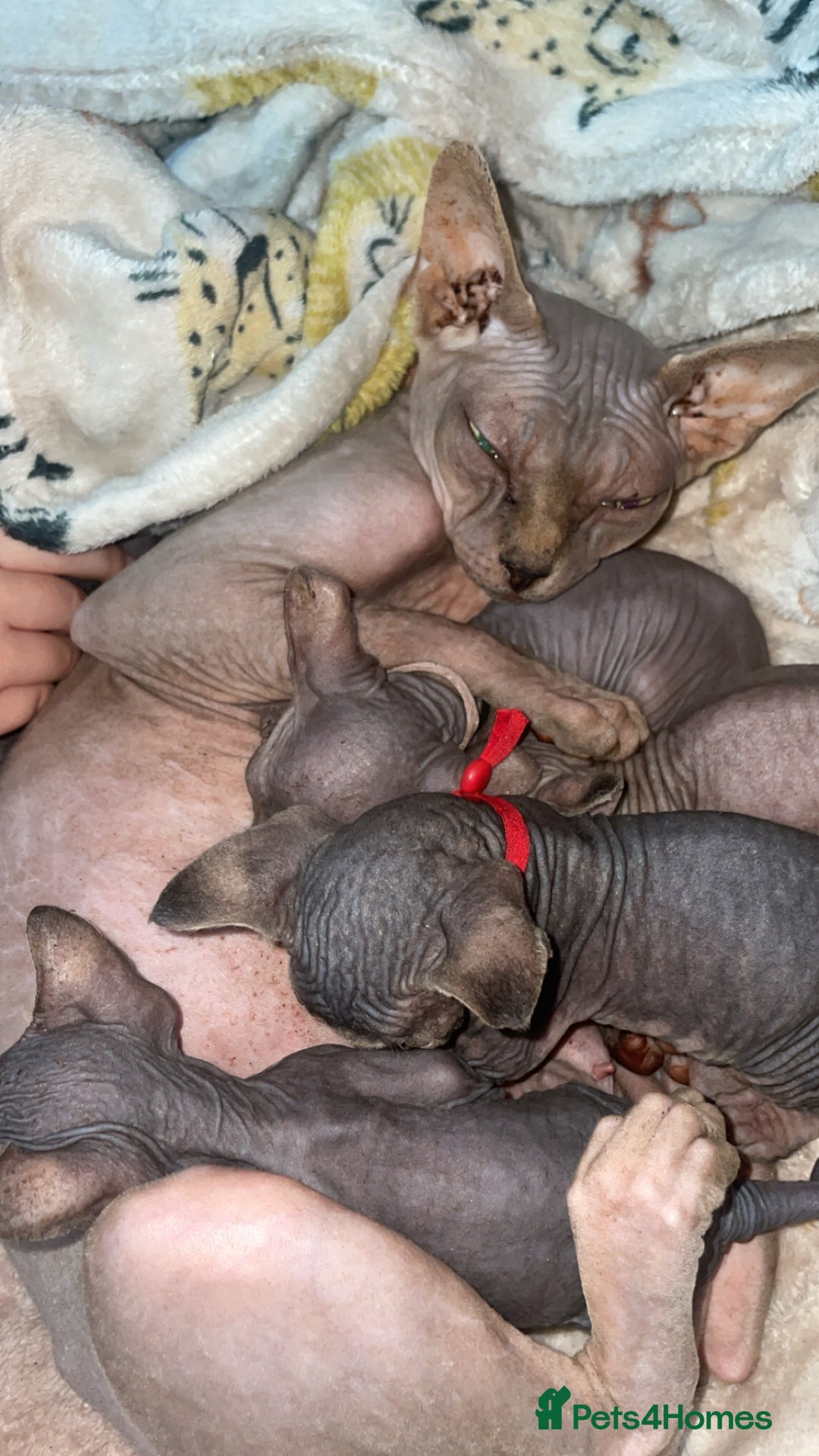Sphynx cats for sale: Stunning Canadian sphynx kittens - Image 17