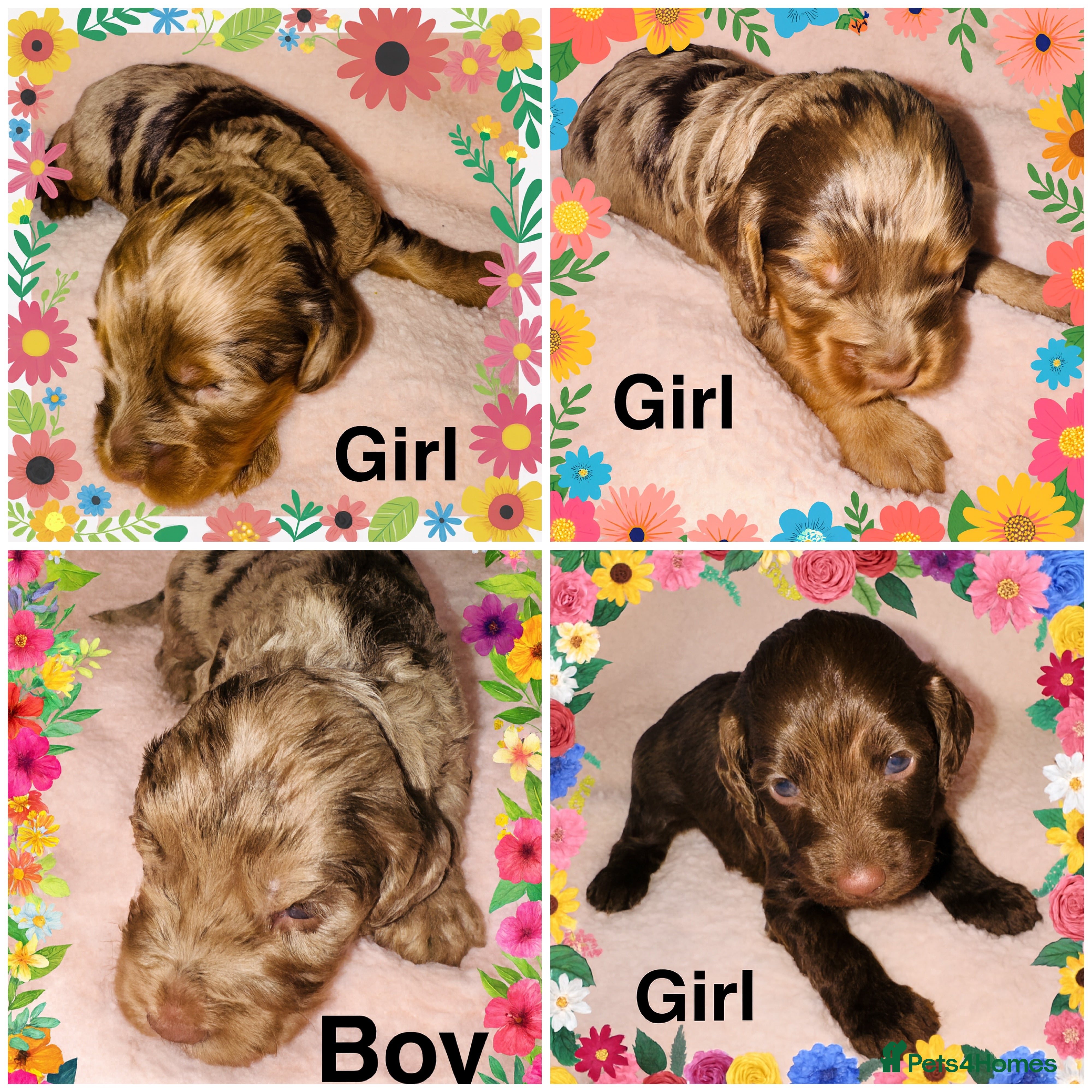Cockapoo dogs DNA Tested F1 Rare Merle Cockapoos, Ready 20th Feb - Advert 12