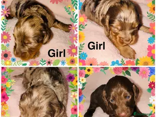 Cockapoo dogs DNA Tested F1 Rare Merle Cockapoos, Ready 20th Feb - Advert 6
