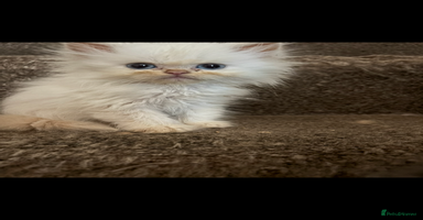 Persian cats - Advert 7