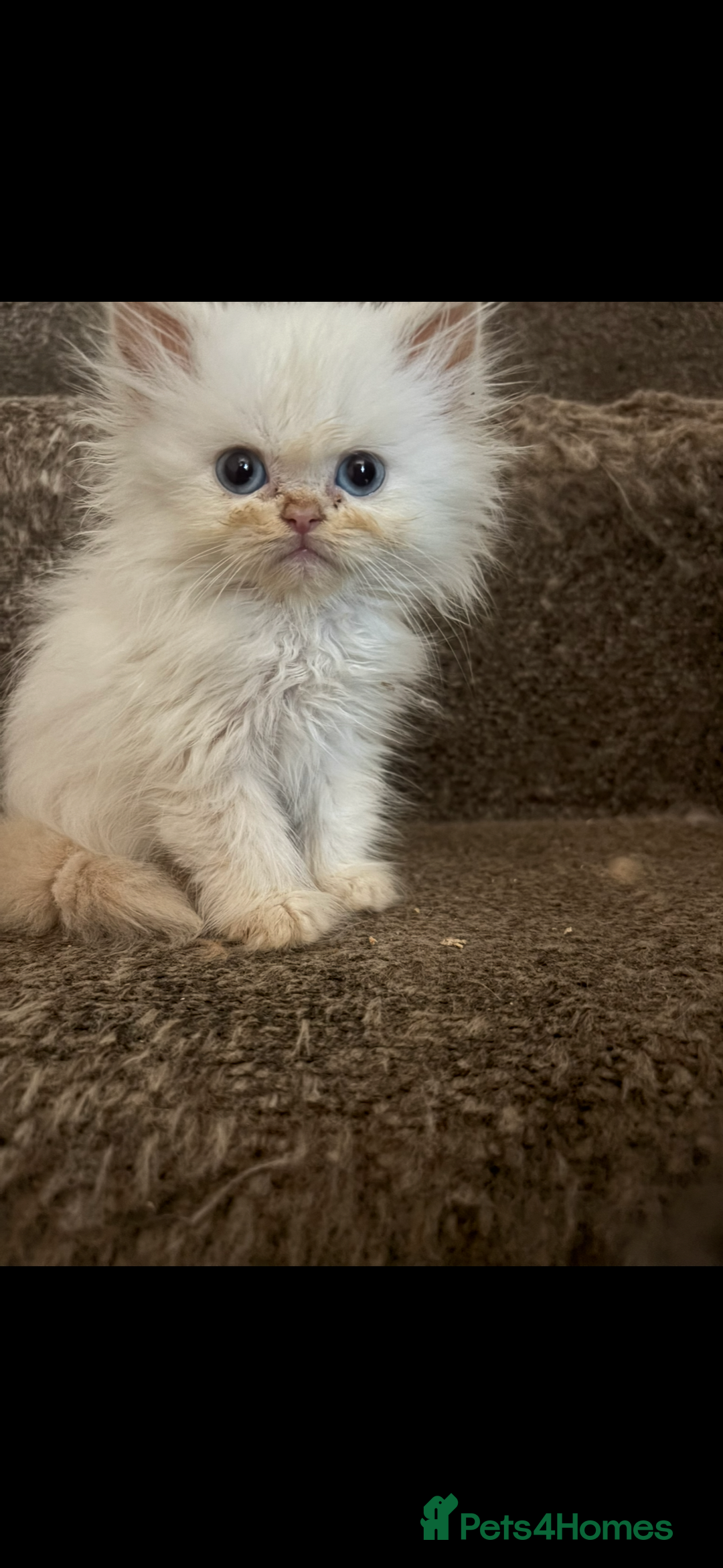 Persian cats for sale: Beautiful Persian/Ragdoll kittens - Image 2