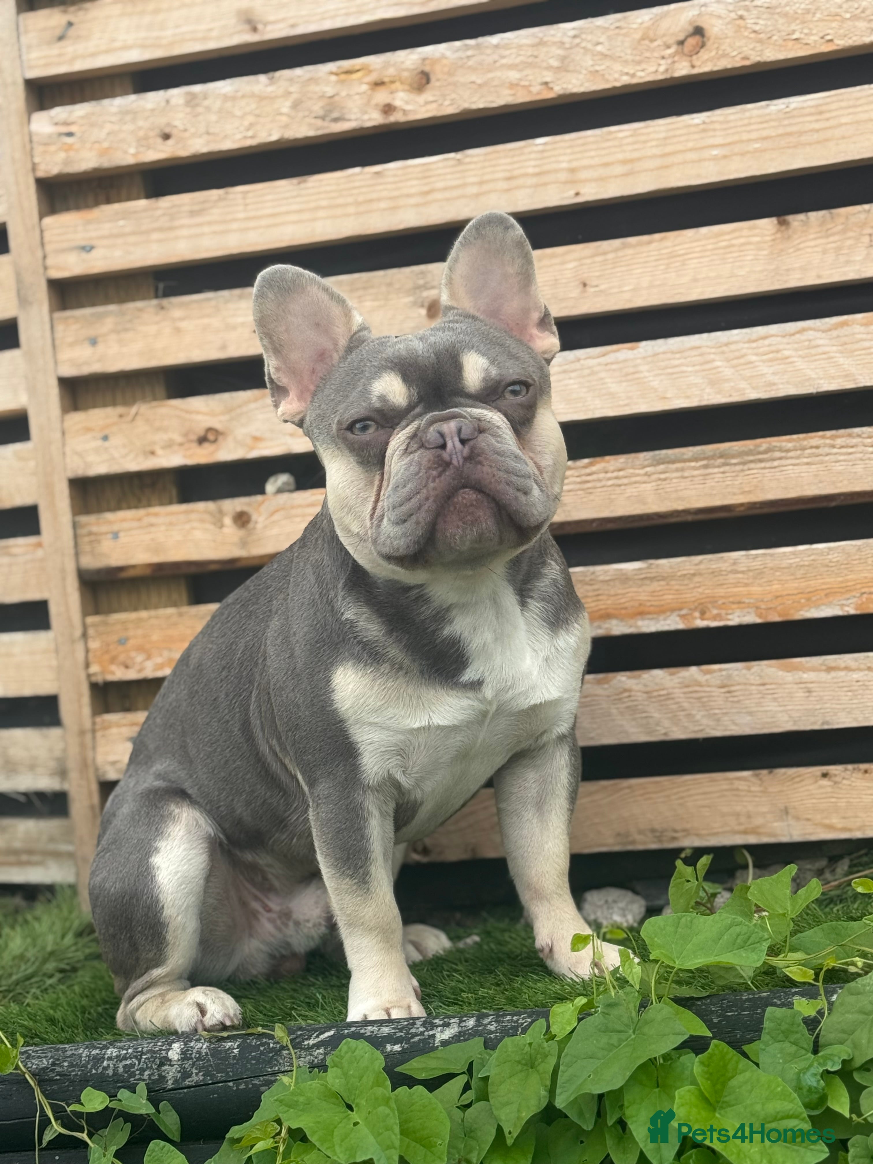 French Bulldog dogs STUD Available  - Advert 19