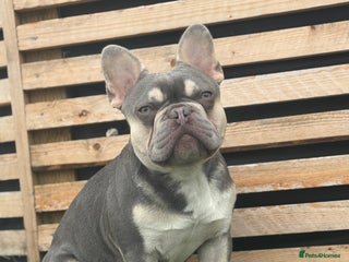 French Bulldog dogs - Advert 1