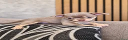 Chihuahua dogs for sale: Beautiful Purebred Chihuahua Puppies  🐾 - Advert 11